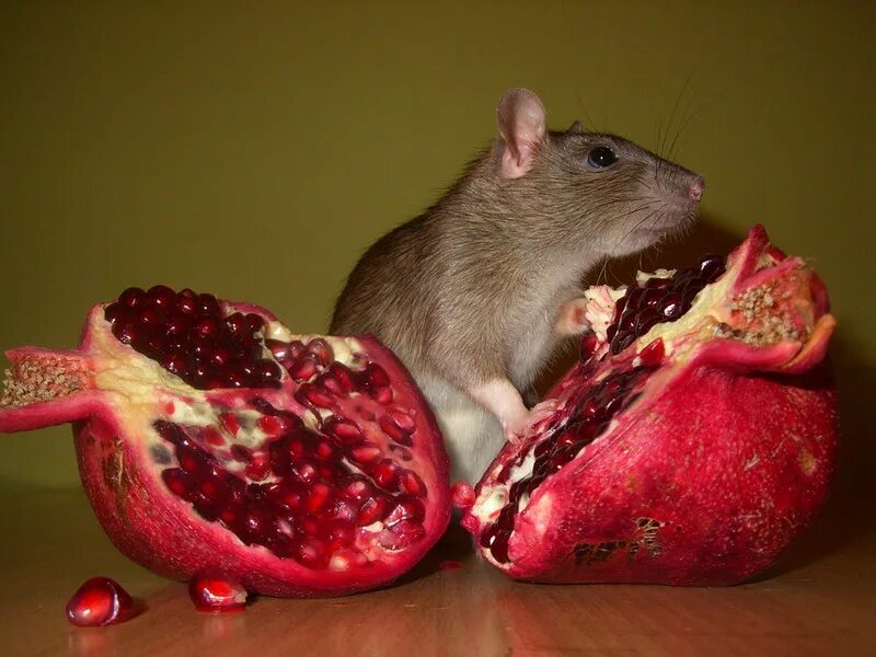 Шиншилла фрукты. Фруктовая крыса. Что едят мыши. Виноградная крыса. Крыса с овощами.