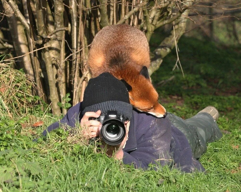 Выскочил из засады. Фотограф с животными. Животные с фотоаппаратом. Наблюдение за животными. Фотограф фотографирует животных.