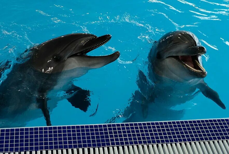 Дельфин Москвариум. Дельфин Юки Москвариум. Центр плавания с дельфинами в Москвариуме. Москвариум на ВДНХ плавание с дельфинами.