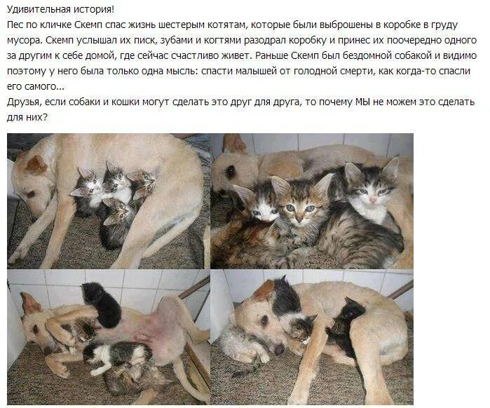 Усыпление животного грех