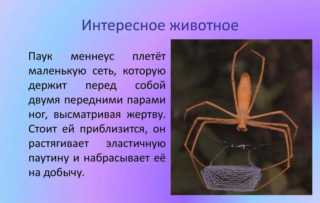 Признаки паукообразных животных. Интересные паукообразные. Тип Членистоногие пауки. Паукообразные строение тела. Форма тела паука.