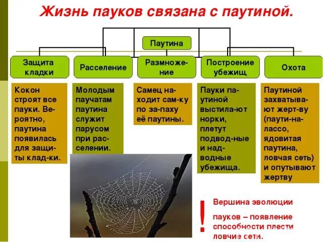 Класс паукообразные 7 класс биология конспект