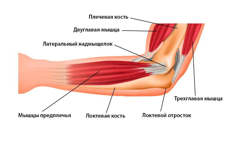 Почему болят локтевые сгибы. Локтевой сустав строение связки. Связки и сухожилия локтевого сустава. Медиальный эпикондилит сухожилия. Мышцы локтевого сустава анатомия.