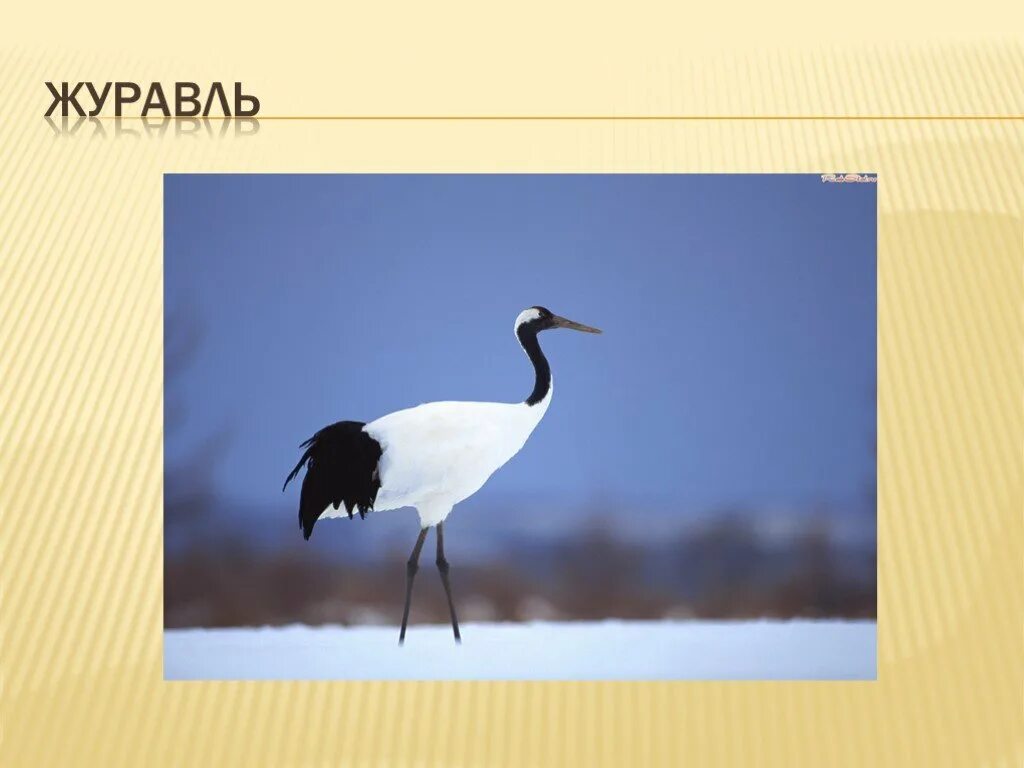 Без слов журавль. Журавль для детей с надписью. журавль карточка. журавль с подписью. журавль картинка для детей.