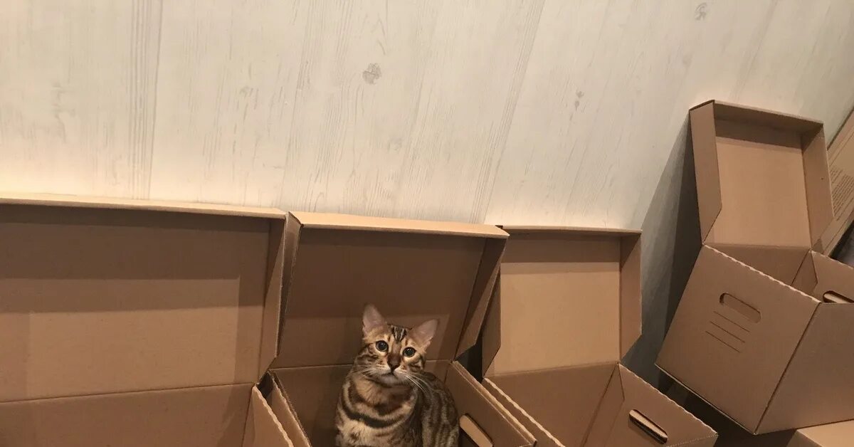 My cat box