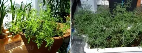 Выращивание укропа на подоконнике зимой