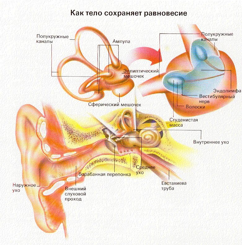 Схема анализатора слуха и вестибулярного аппарата. Вестибулярная сенсорная система схема. Строение слухового и вестибулярного анализатора. Строение слухового анализатора анатомия.