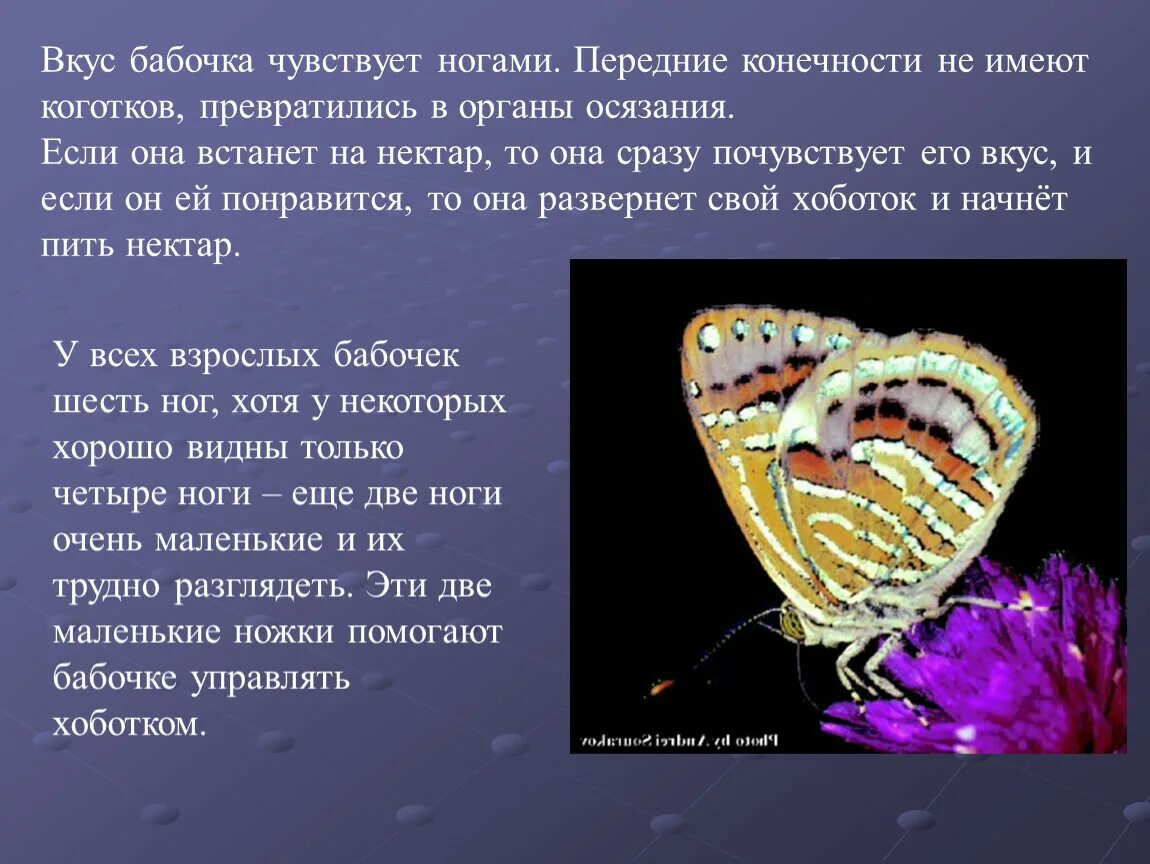 Насекомые жук бабочка муха. Ноги бабочки и жука. Ноги бабочки и жука. Строение конечности насекомого строение. Ноги бабочки и жука.