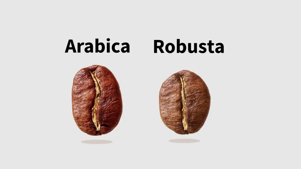 Кофе робуста отличается. Кофе в зернах Арабика и Робуста. Зерна Робуста и Арабика отличия. Кофе зерновой Арабика и Робуста. Кофе Арабика или Робуста разница.