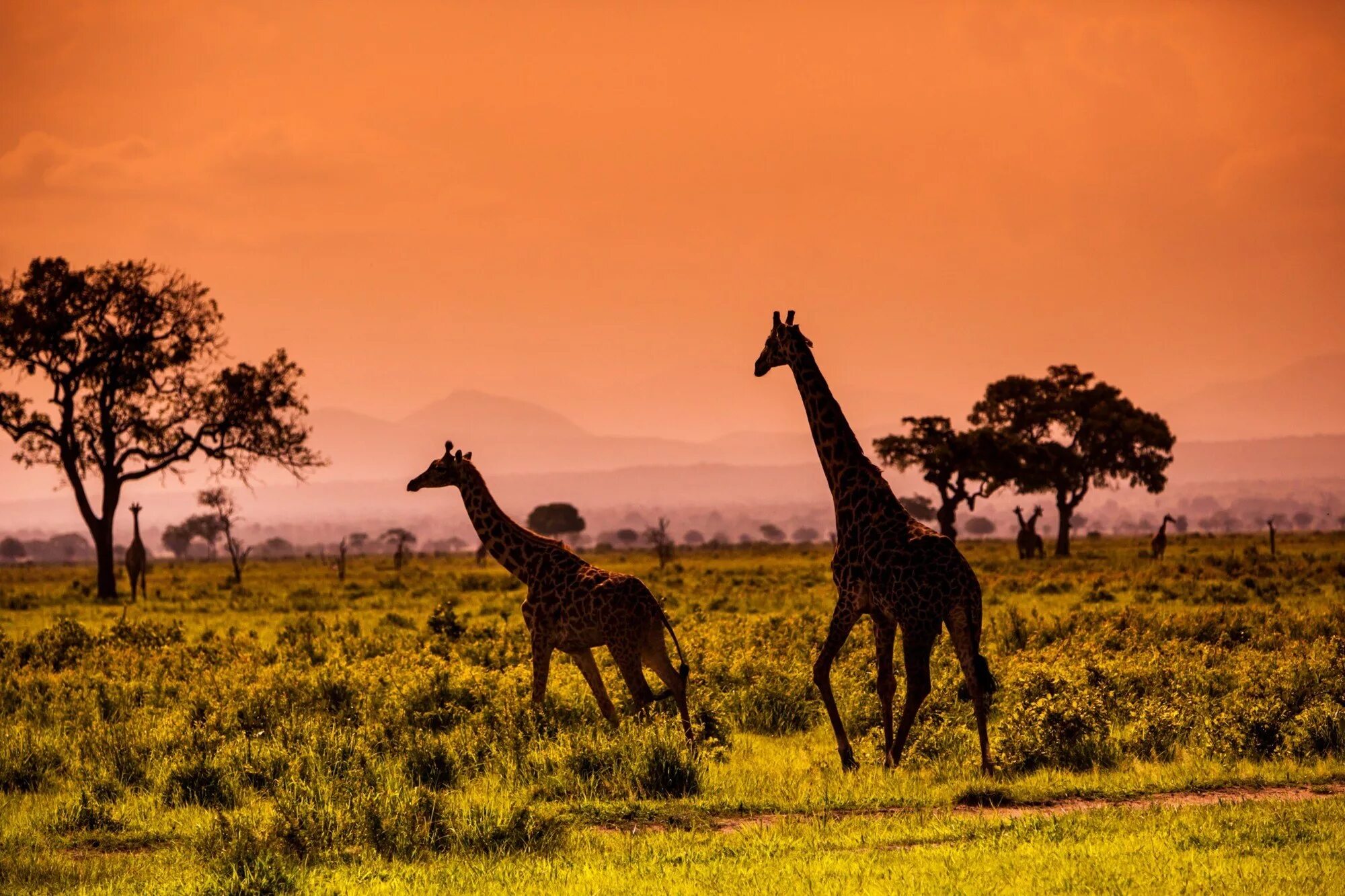 Africa safari. ЮАР сафари. Кения сафари. Сафари Африка Кейптаун. ЮАР сафари тур.