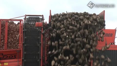 С первого и третьего полей собрали свеклы