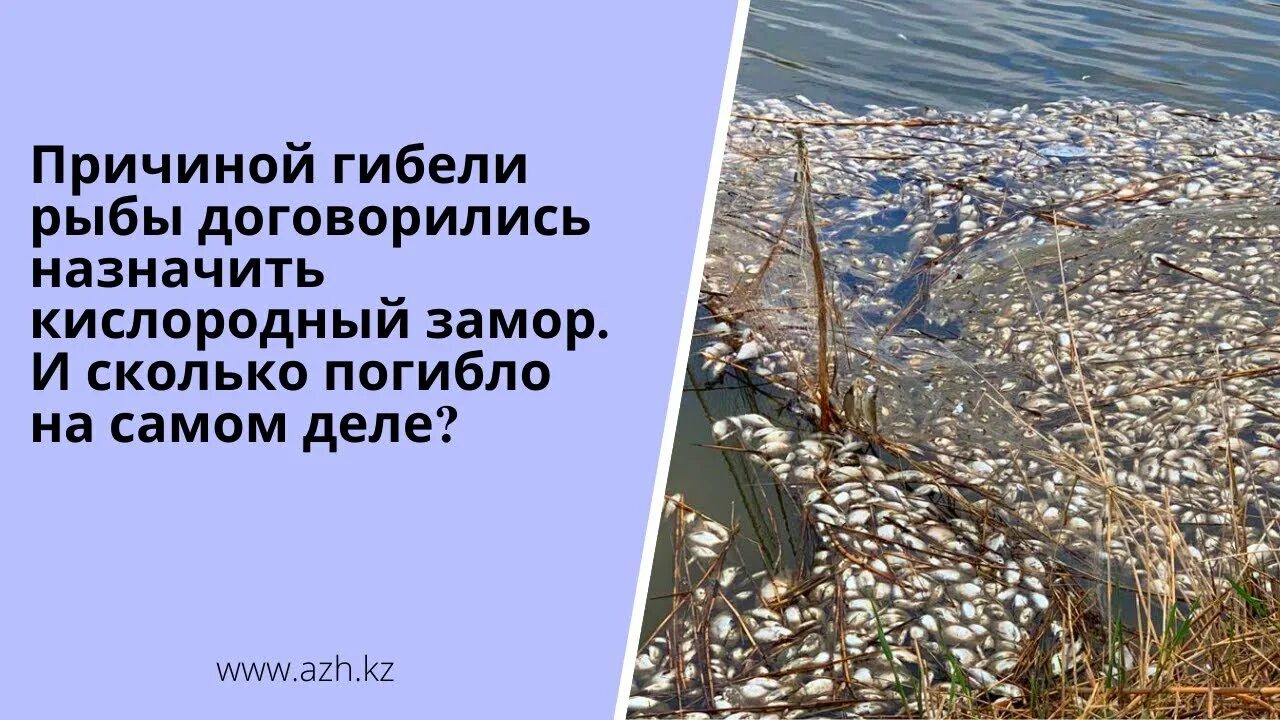 Замор рассказ. Массовый замор рыбы. Причины замора рыбы. Первомайский пруд замор рыбы. Замор рассказ.