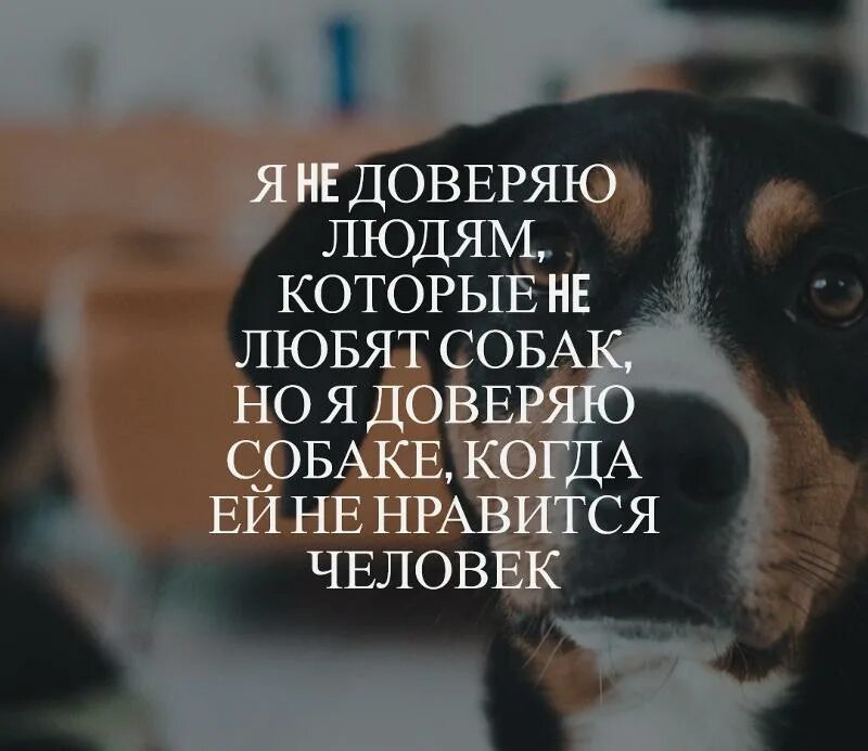 Человек который ненавидит животных. Люди которые не любят собааюк. я не доверяю людям которые не любят животных. люди которые не любят собак. я не доверяю людям которые любят собак.