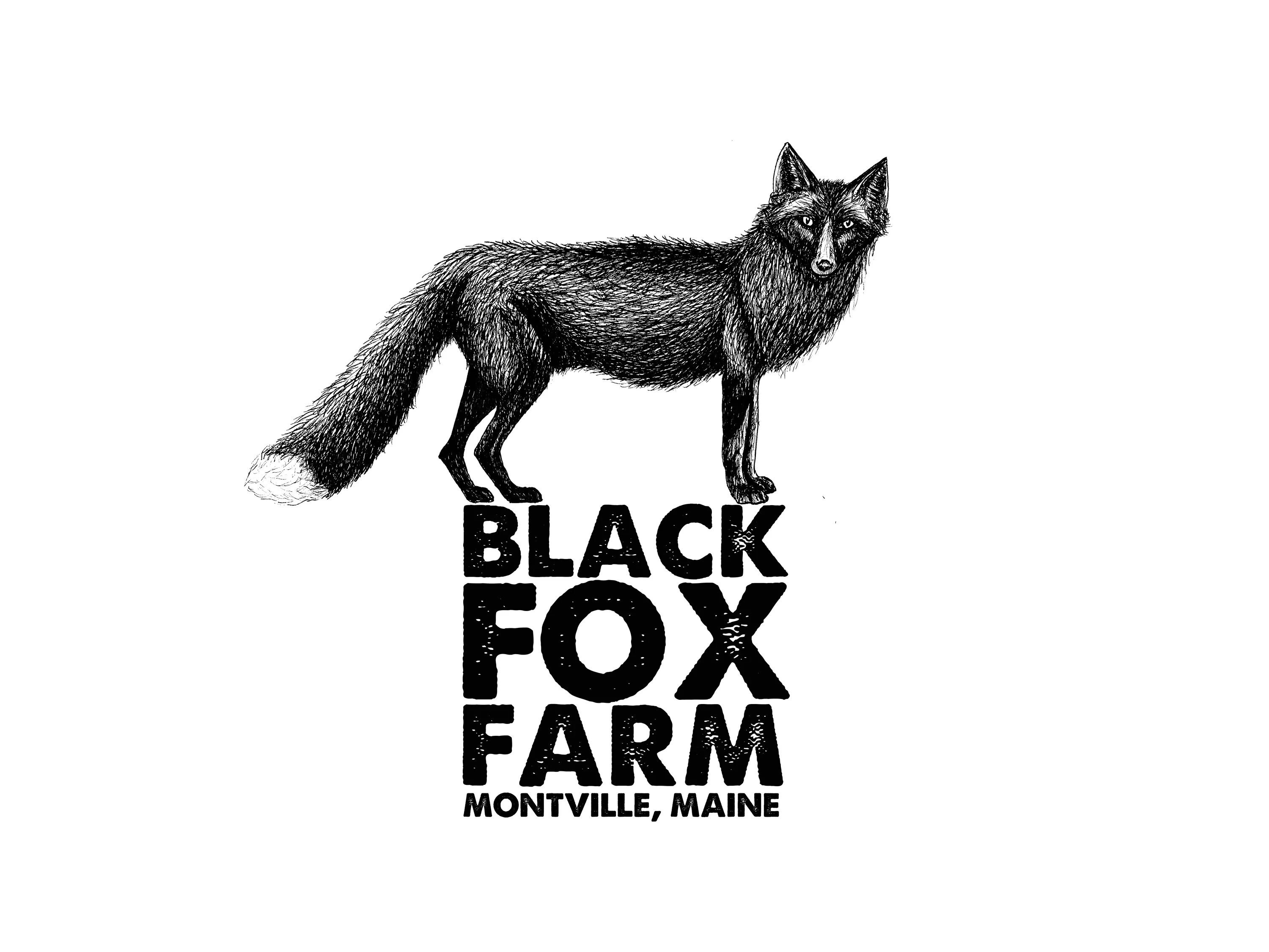 Блэк Фокс. Блэк Фокс картинки. Эмблема Black Fox. Черная лиса логотип. Переведи fox