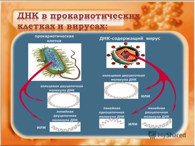 Кольцевая днк характерна для. ДНК В прокариотической клетке. ДНК В прокариотической клетке и эукариотической. Прокариотическая клетка ДНК. Строение прокариотической ДНК.