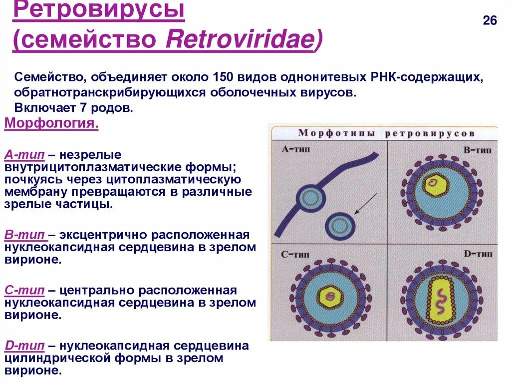 Семейство ретровирусов микробиология. Семейство Retroviridae. Классификация ретровирусов микробиология. Особенности ретровирусов.