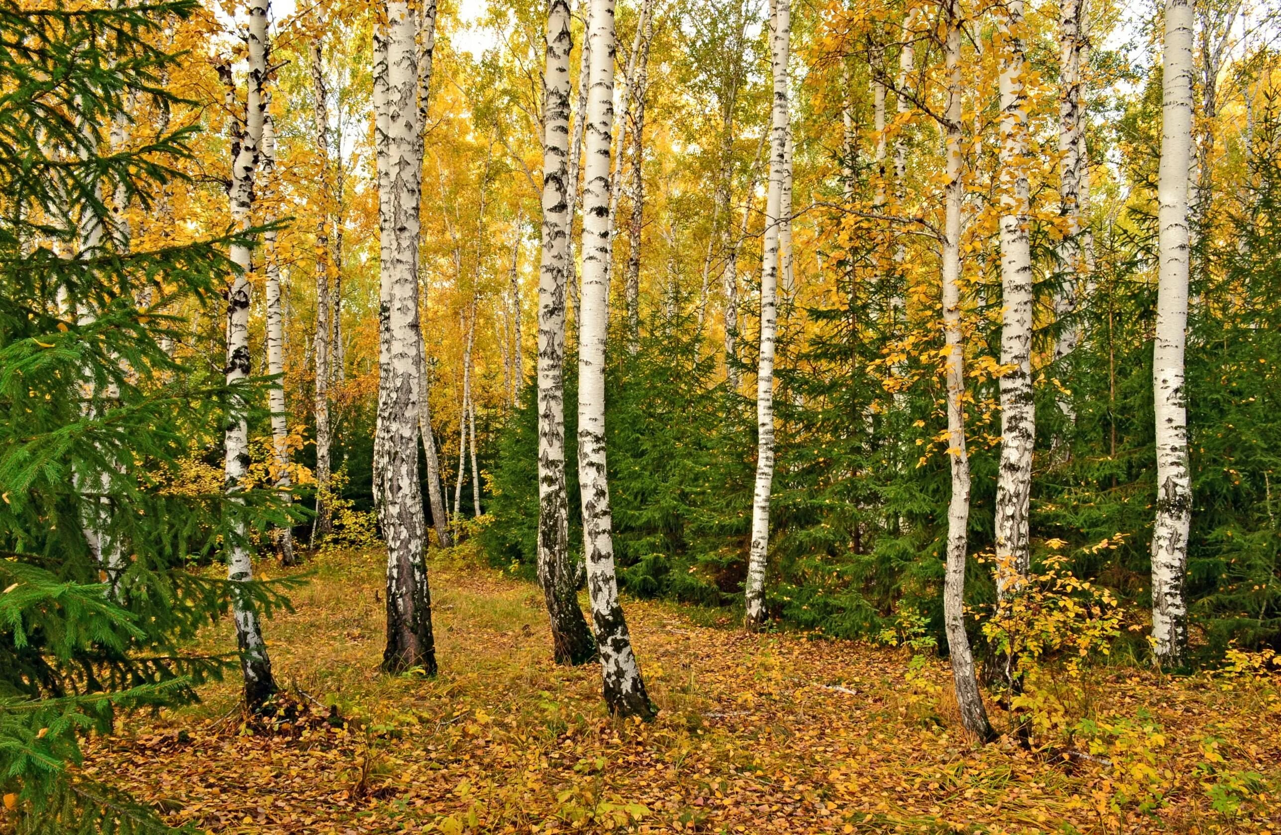 Меж берез. Смешанный лес ель береза. карелия роща карельской березы. карельская береза осенью. смешанный лес хмао.