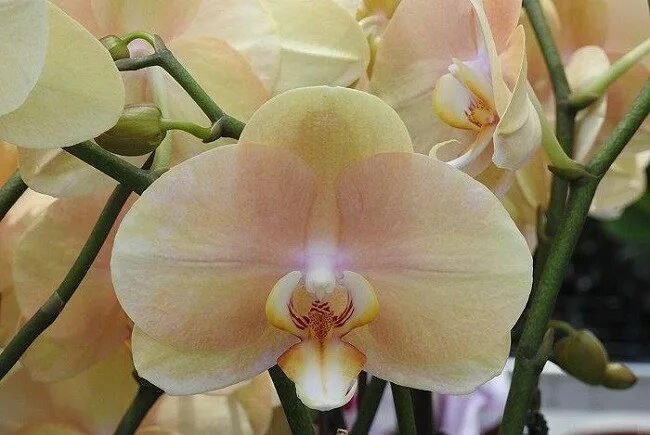 Фаленопсис африканский. Орхидея phalaenopsis volcano. Фаленопсис африкан сансет. Африкан сансет орхидея. Фаленопсис африканский.