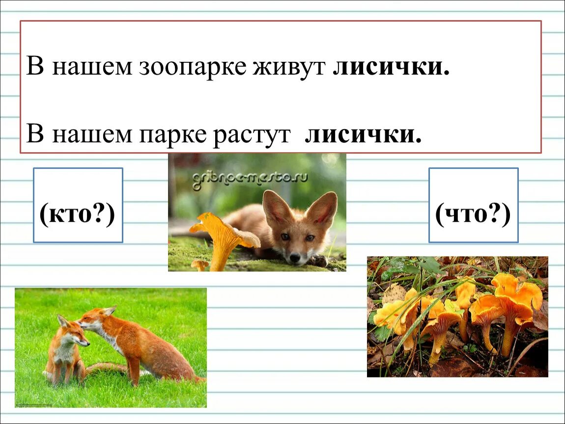 Сколько живет лиса. Сколько лет живет лиса. Сколько живёт лиса в природе. Сколько живут лисички.