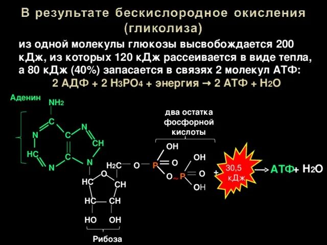 При расщеплении макроэргической связи трифосфатов выделяется энергия. Макроэргические связи в атф. энергия макроэргических связей атф. адф расщепляется макроэргических связей. сколько макроэргических связей в молекуле адф.