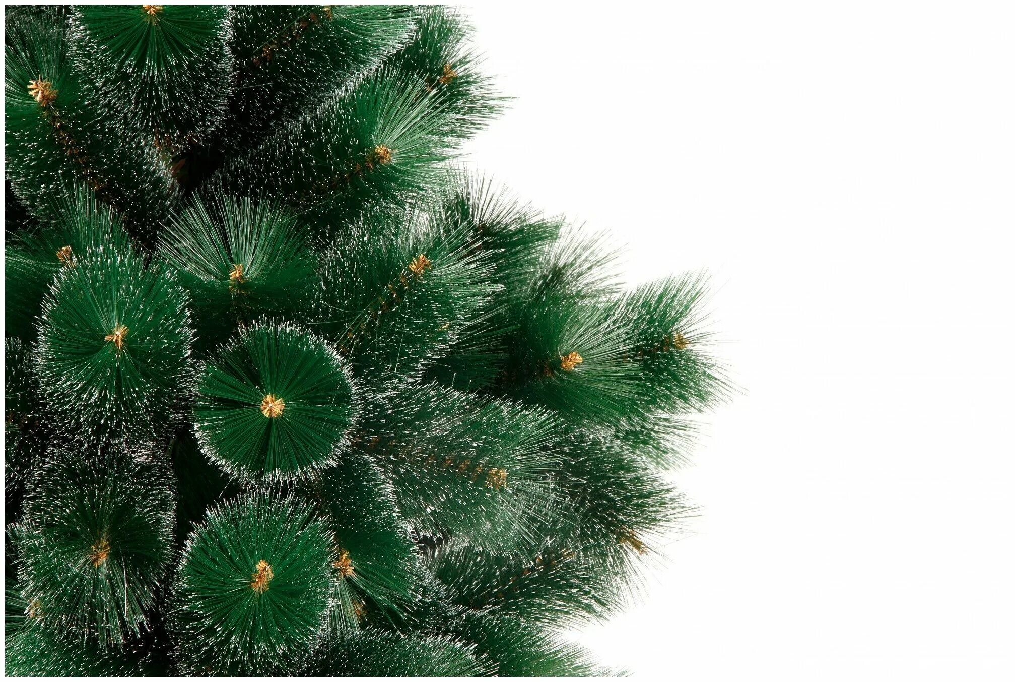 петрович елки. елка настоящая. новогодняя ёлка (сосна) 240см. елка новогодняя искусственная. живая новогодняя елка.