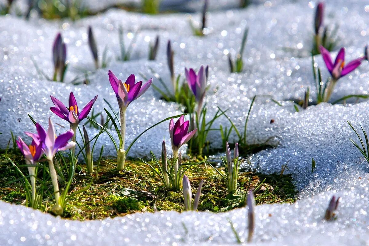 Пришел март наступает весенняя пора но холодная. Пробуждение весны. Красота весны.