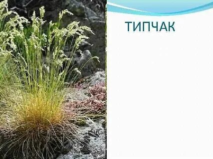 Лемминг лиственница бурый медведь типчак