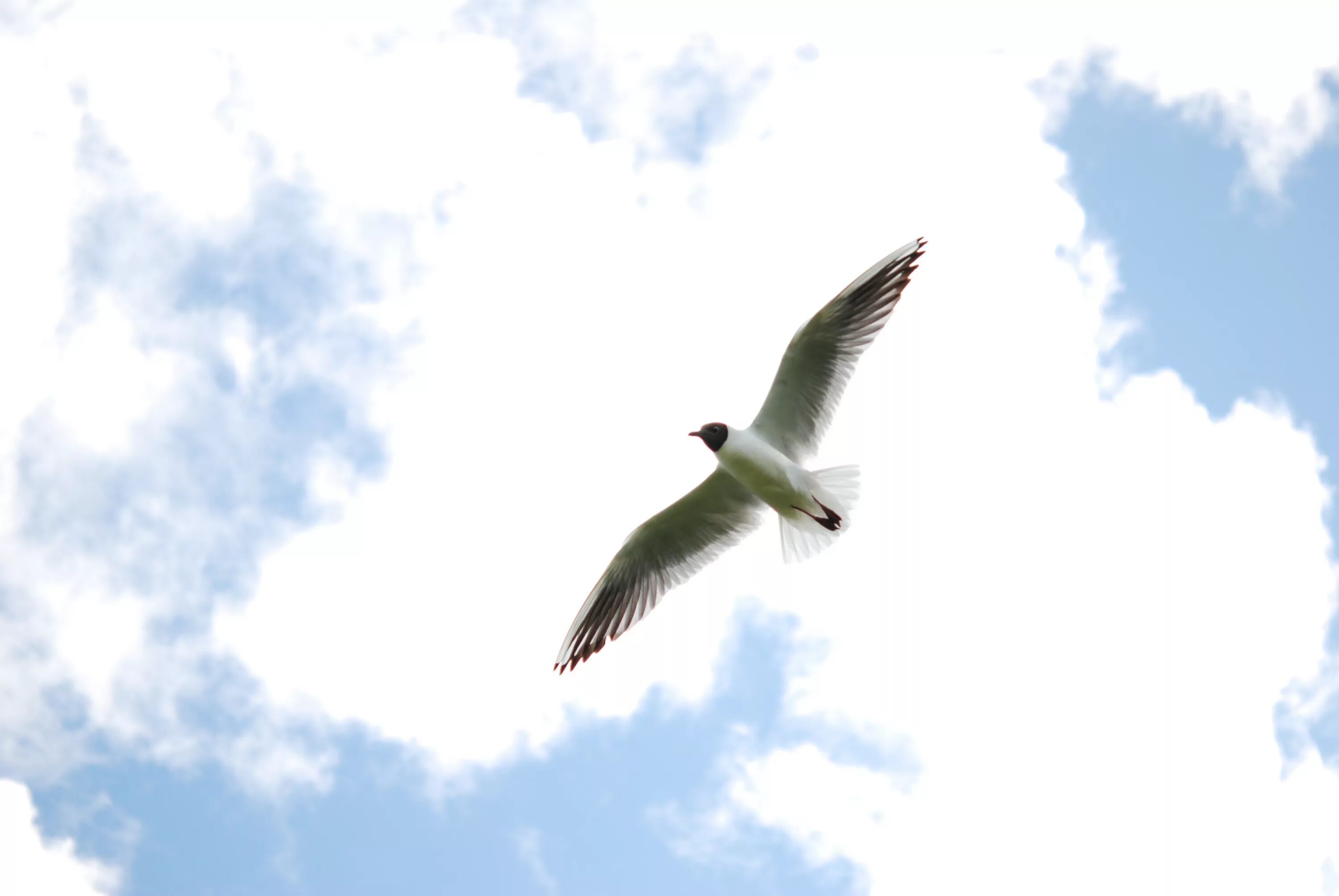 Белого неба над головой. Птица в чистом небе. Белые птицы в небе. Голубое небо с птицами. Голубое небо с белыми птицами.