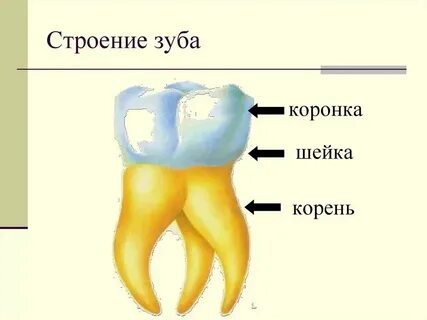 Анатомическая шейка зуба