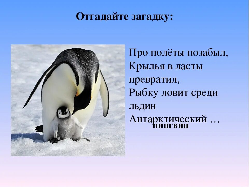 У какого пингвина всегда есть действие. Загадка про пингвина. Загадка про пингвина для детей. Детские загадки про пингвина. Загадка про пингвина для дошкольников.