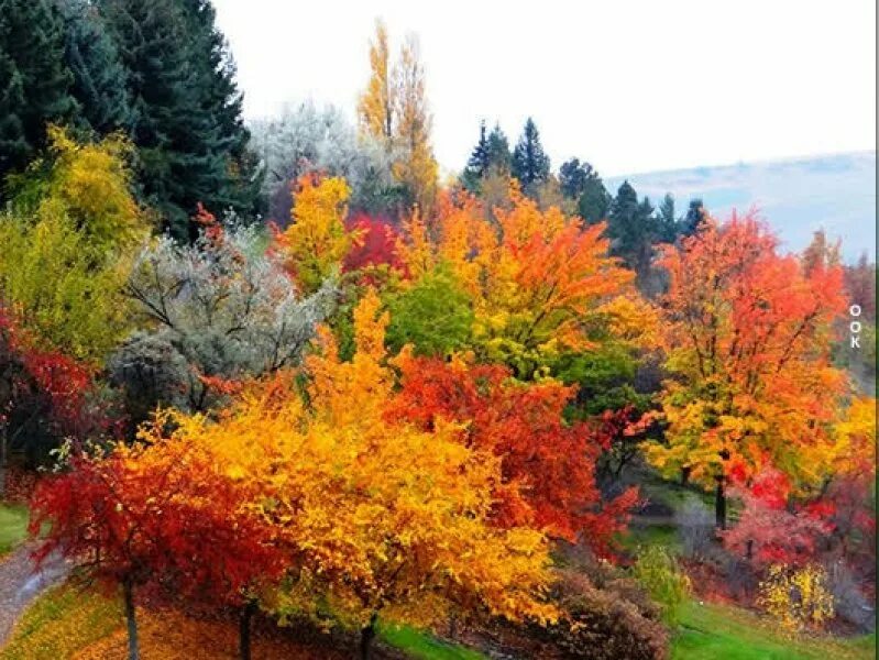 Октября станет в россии. Осень. Красивая осень. Осеннее дерево. Осень картинки.