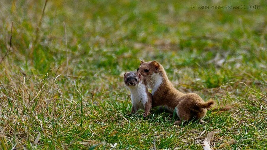 Куница каменная крымская. Кроноцкий заповедник горностай. Куница белодушка. Баргузинский заповедник горностай. Короткохвостая ласка.