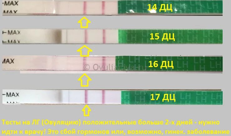 Овуляция 2 раза в месяц. Овуляция симптомы. Тест на овуляцию. Овуляция симптомы тест. Тесты на овуляцию положительные несколько дней.