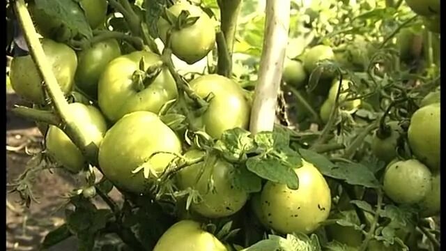 Томат Дубок (Дубрава) - надежный сорт. Описание, фото, агротехника