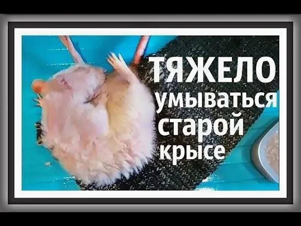 Крыса плохо дышит