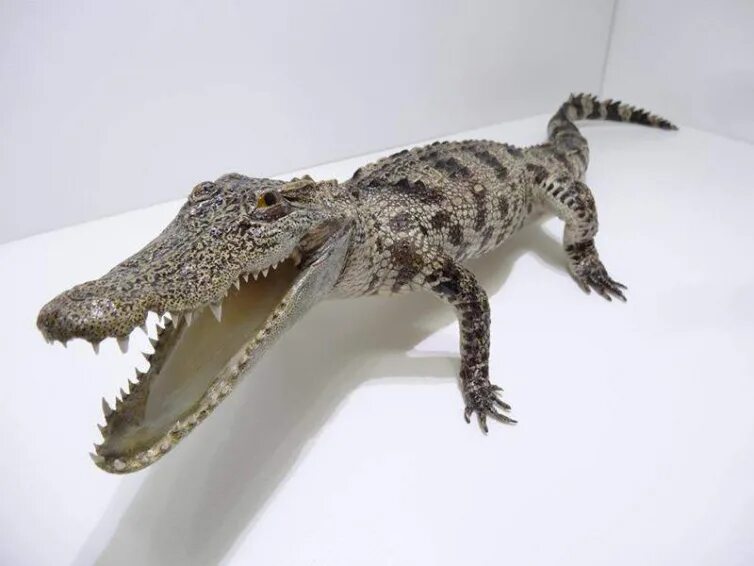 Чучело крокодила маленького. Чучело крокодила в москве. Смешное чучело крокодила. Чучело крокодильчика. Чучело из крокодила.