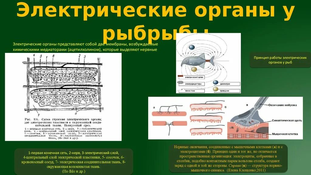 Электрический орган. Электрические органы рыб. Строение электрических органов. Электрические органы ската.