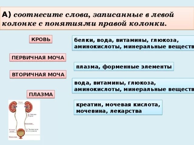 Какие утверждения верны для первичной мочи. Плазма первичная и вторичная моча. Кровь, первичная и вторичная моча. Форменные элементы крови в первичной моче. Аминокислоты в первичной моче.