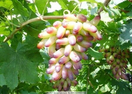 Виноград фингер
