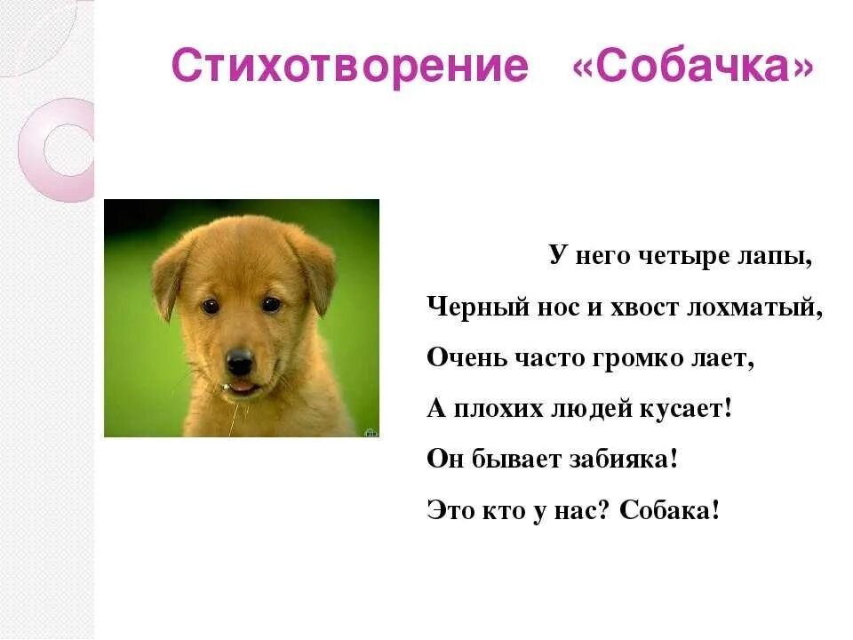 Животные легкие слова. Стих. Стихотворение про собаку. Стих про собачку. Стих про собаку короткий.