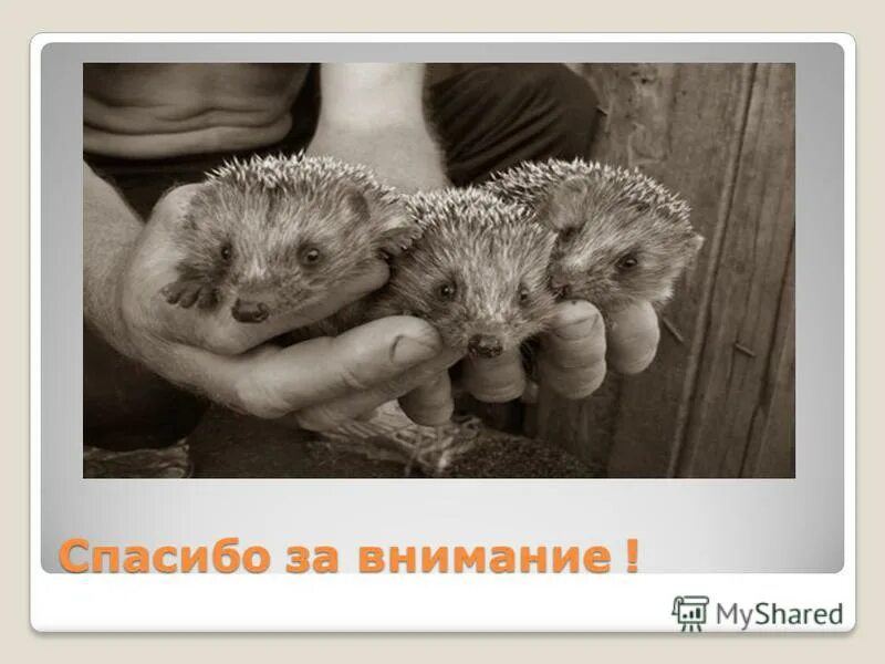 Почему еж колючий. Ежик без иголок. "я ёж". Зачем ежам яблоки. Почему я еж.