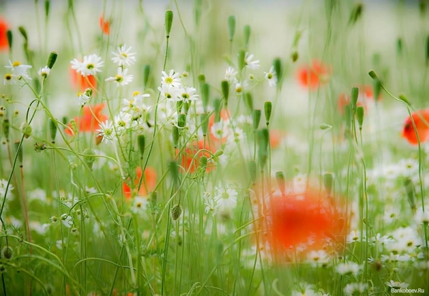 Утро лето цветы. Красивые летние цветы. Яркие летние цветы. Утро лето. Нежный август.