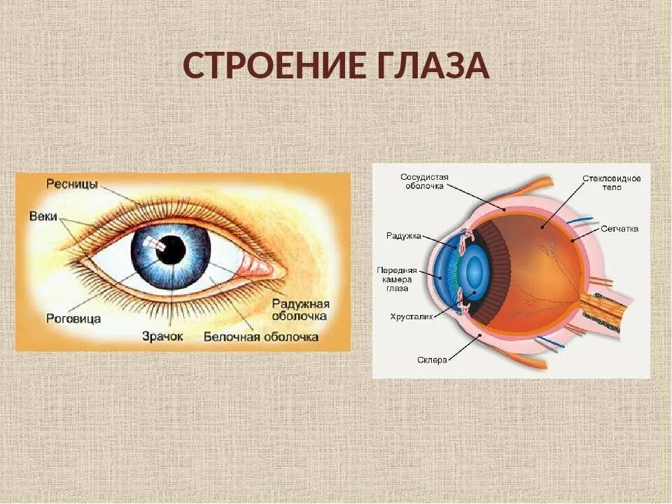 Заболевания глаз биология 8 класс. Строение глаза. Наружное строение глаза. Строение глаза для дошкольников. Строение глаза человека анатомия.