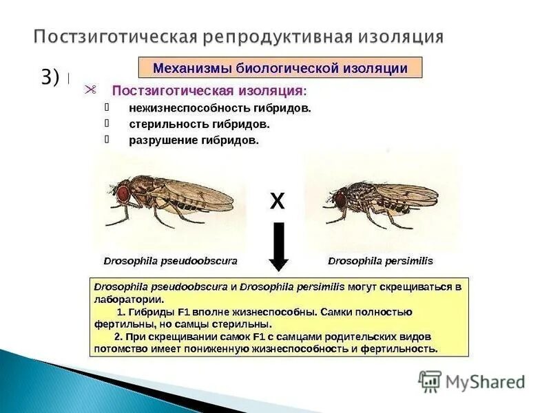 Распространение полезных мутаций репродуктивная изоляция. Этапы видообразования схема. Распространение полезных мутаций репродуктивная изоляция. Пути видообразования микроэволюции. Образование новых видов путем изоляции популяций при распаде ареала.