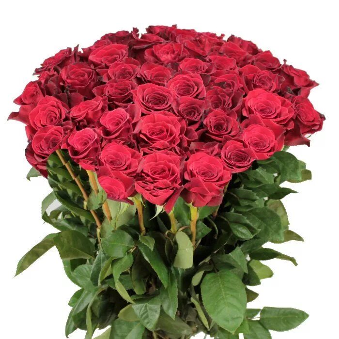 Голландские розы букет. Букет роз. Букет красных роз. Огромный букет красных роз. Букет голландских роз.