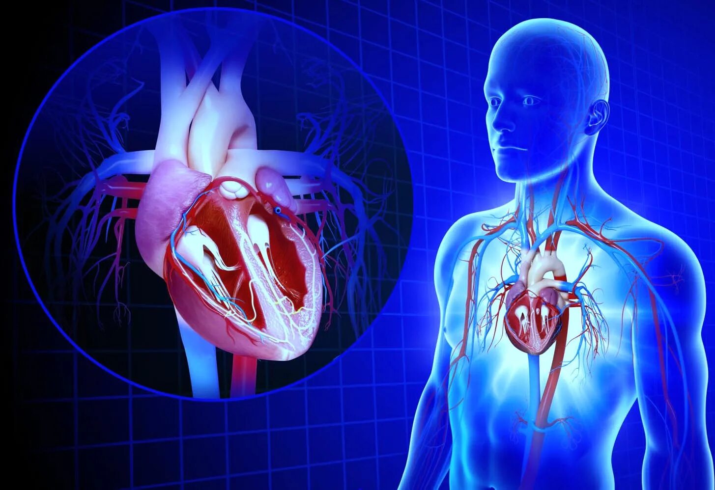 Сердечно-сосудистые заболевания. Сердечкососудестая система. Сердечно сосудистая система. Сосуды сердца. Гемодинамика пациента