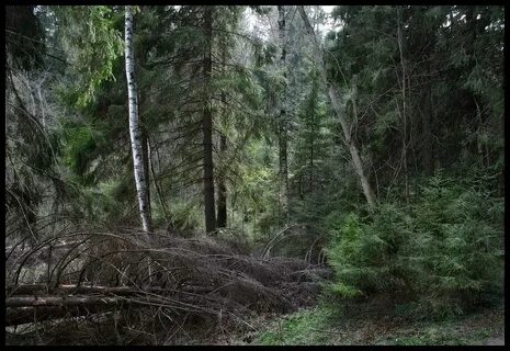 Хохлома затерявшееся в глуши дремучих егэ ответы