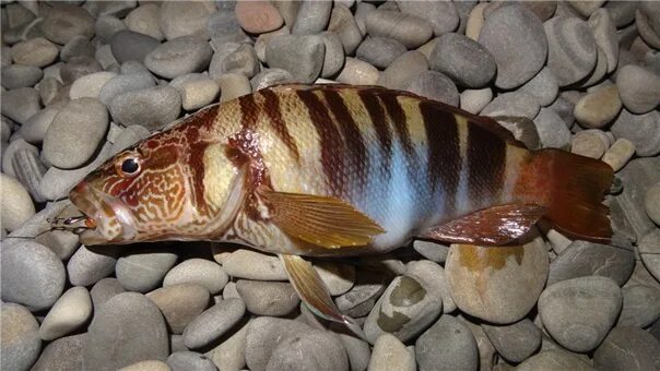 Файл:Serranidae - Serranus scriba.JPG - Википедия