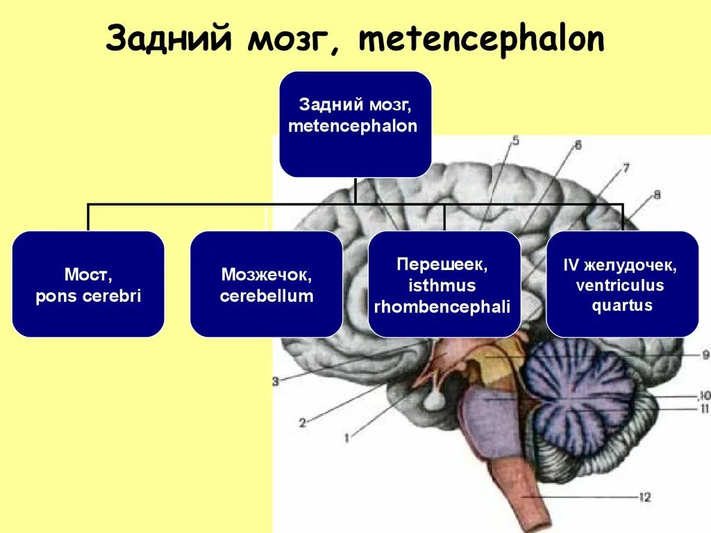 Строение мозга мозжечок мост. Задний отдел мозга строение. Функциональная анатомия ствола головного мозга. Задний мозг строение и функции. Задний отдел мозга включает