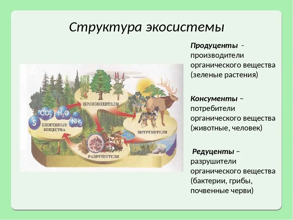 Производители органических веществ в природном сообществе называются. Структура биогеоценоза и экосистемы. Структура естественной экосистемы. Структура экосистем таблица биология 11 класс. Какова экологическая структура экосистемы.